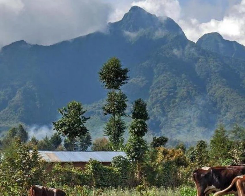 Forested volcano peak behind a farm with cattle at the right edge
