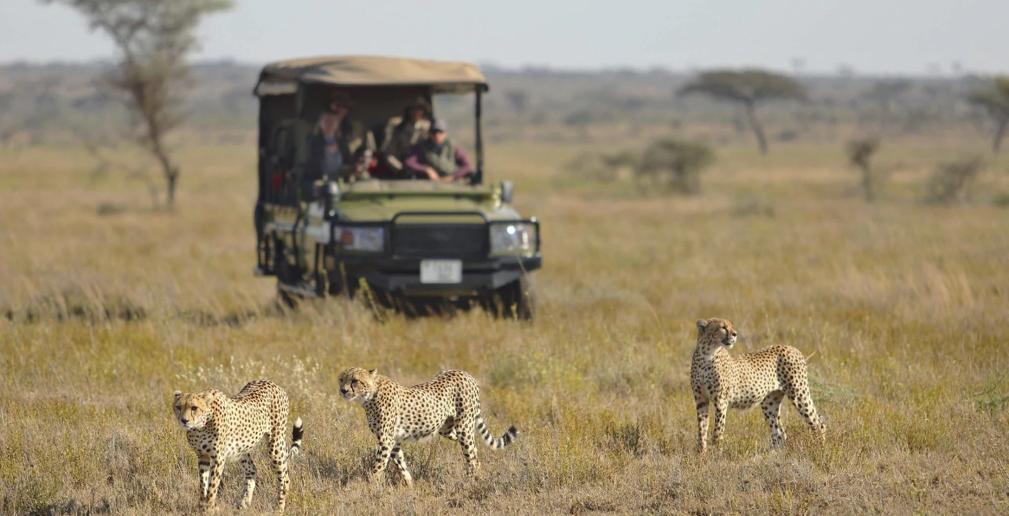 Cheetahs beside a safari vehicle on the Namiri Plains
