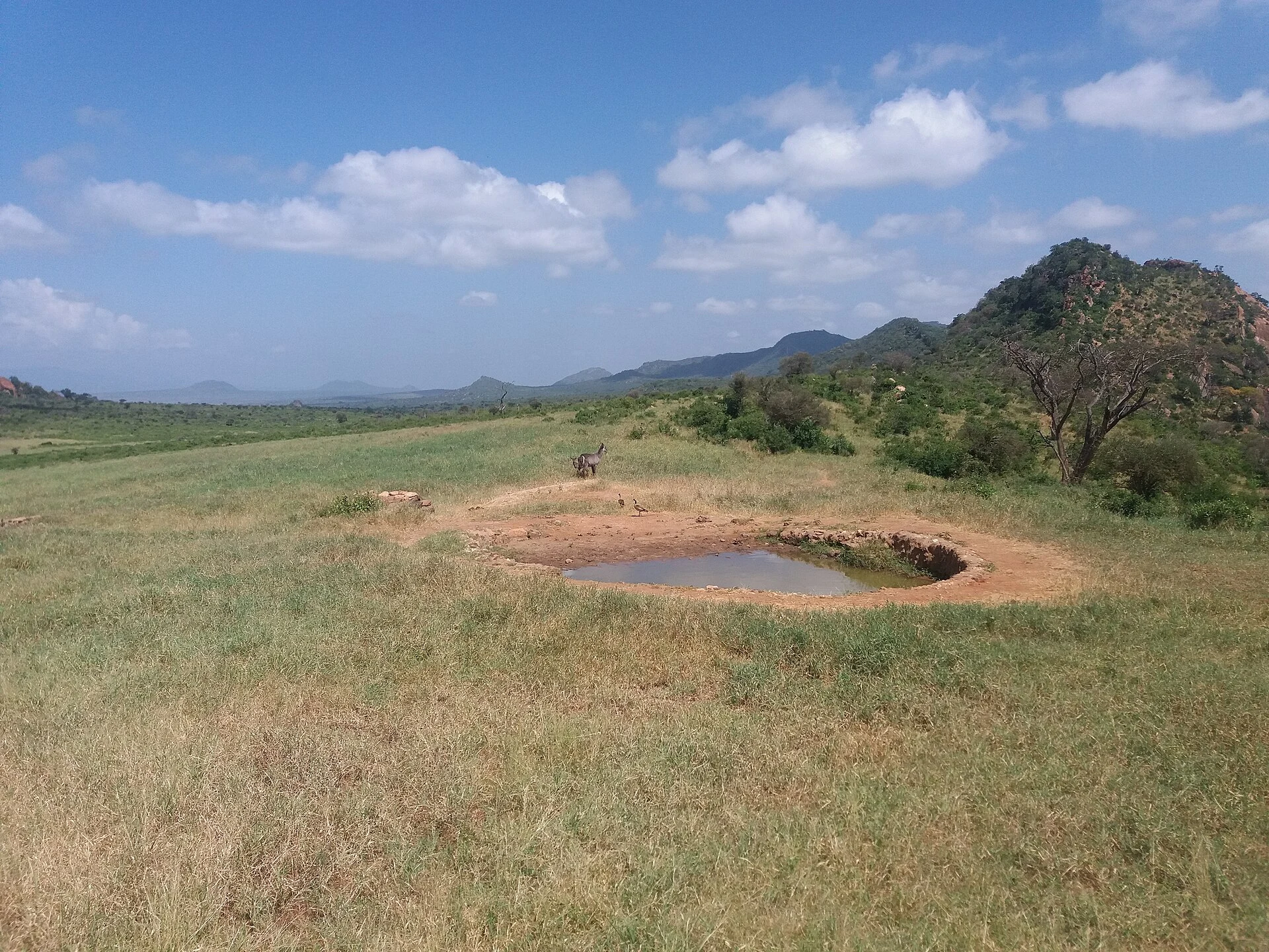 A waterhole at Ngulia Safari Lodge in Tsavo West