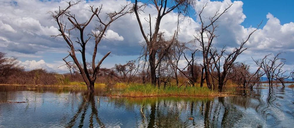 Drowned trees standing in the flooded shallows of Lake Baringo