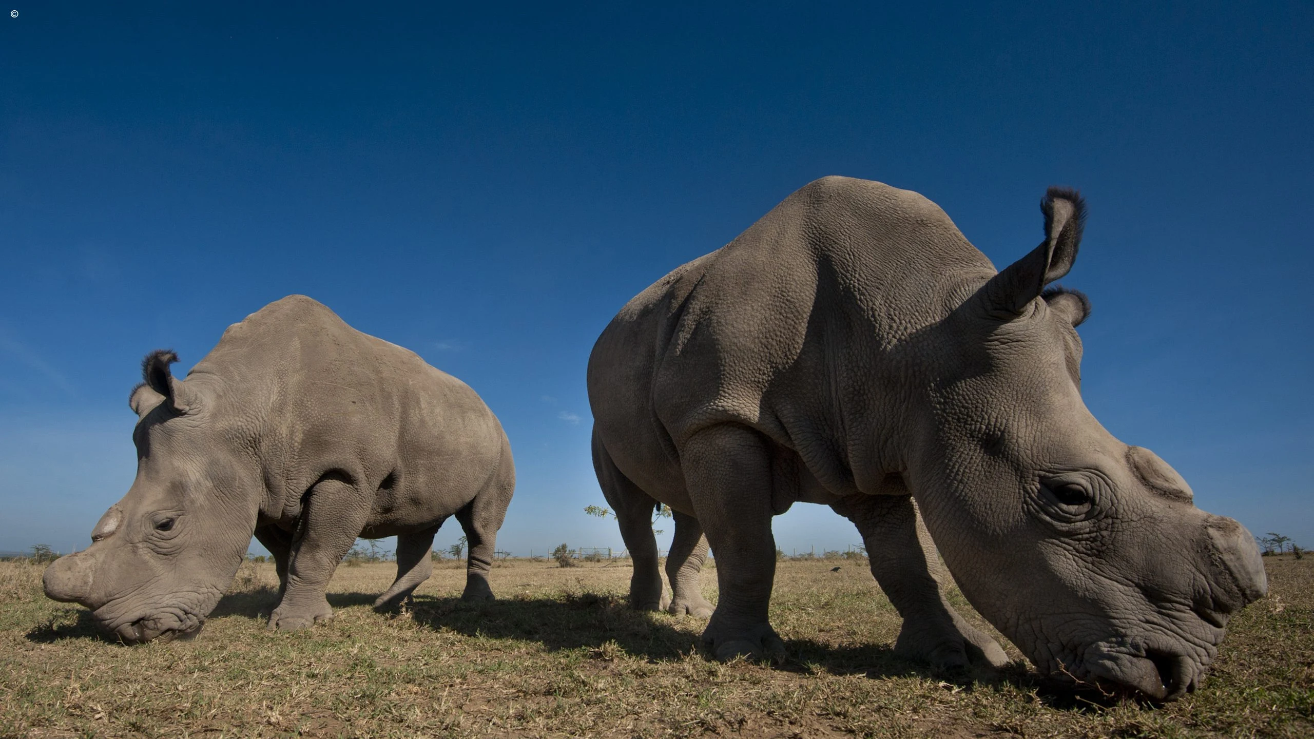 Two white rhinos grazing on open plains at Ol Pejeta