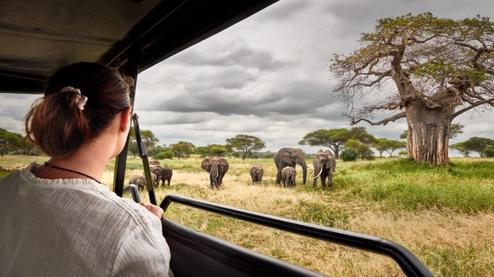 Woman in an open safari vehicle watching elephants near a baobab