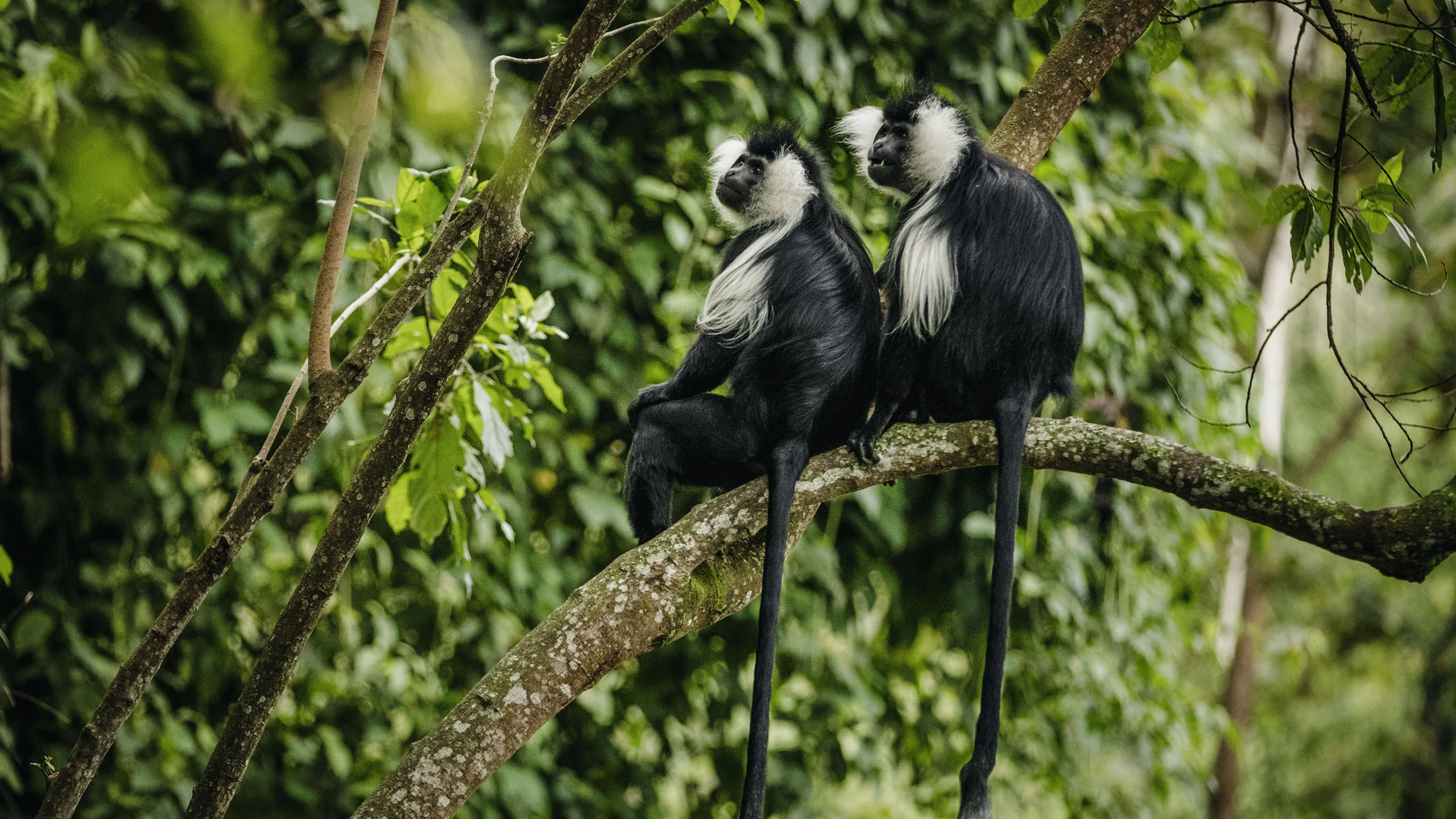 Two black and white colobus monkeys on a leafy branch