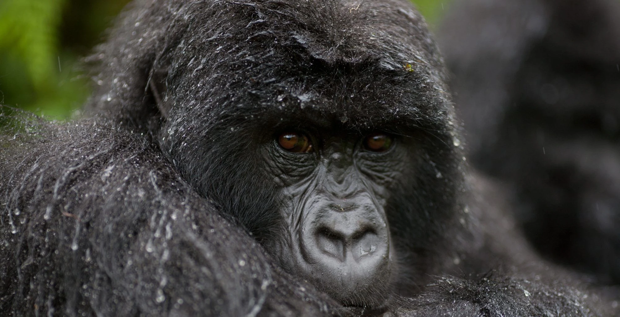 Close view of a mountain gorilla face in Bwindi Impenetrable National Park