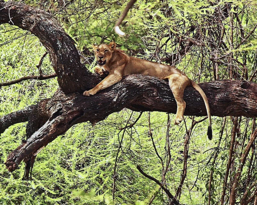 Lioness resting on a thick acacia branch
