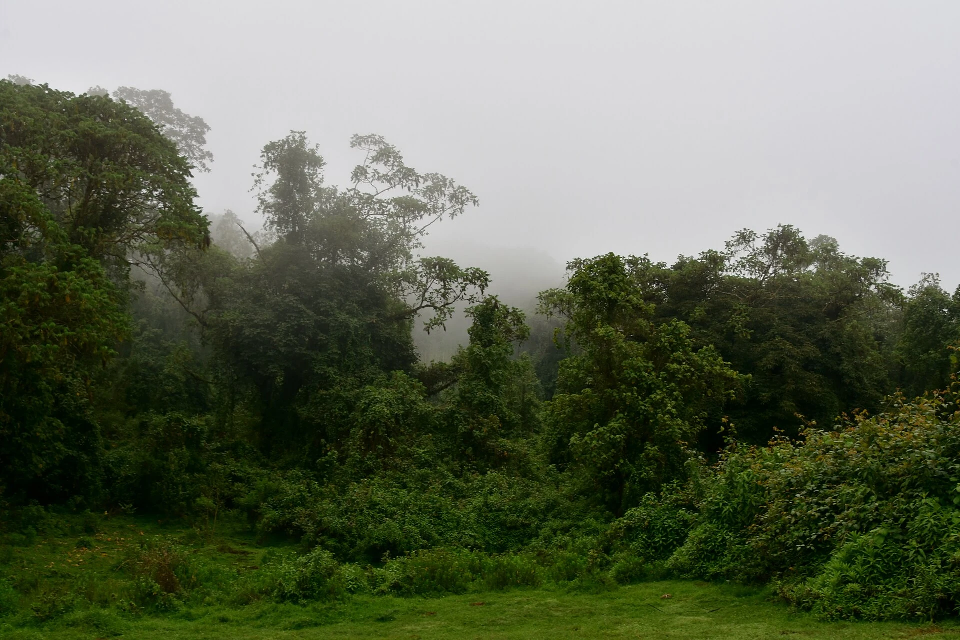 Mist hangs over dense trees in the Harenna Forest of the Bale Mountains.