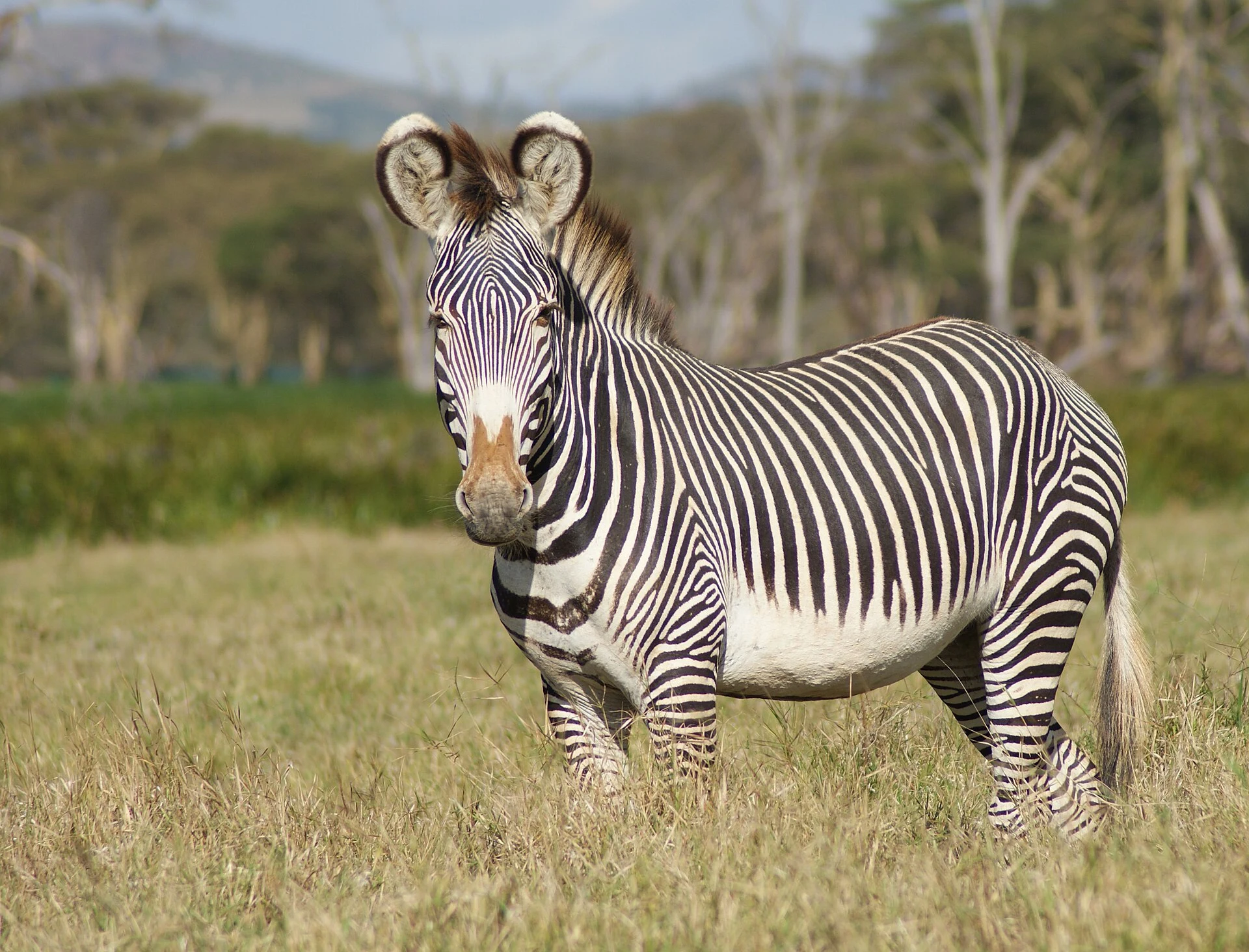 A Grevy's zebra at Lewa