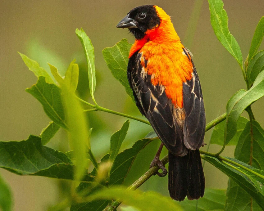 Orange and black red bishop bird on a green branch