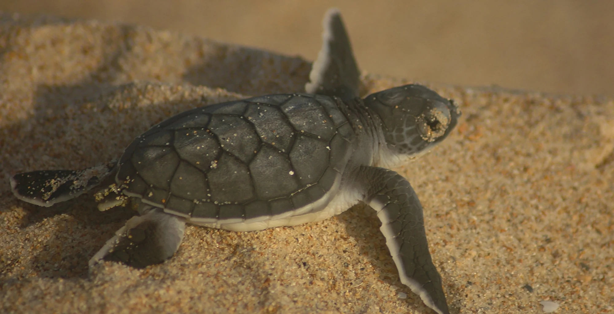 A young sea turtle on the sand