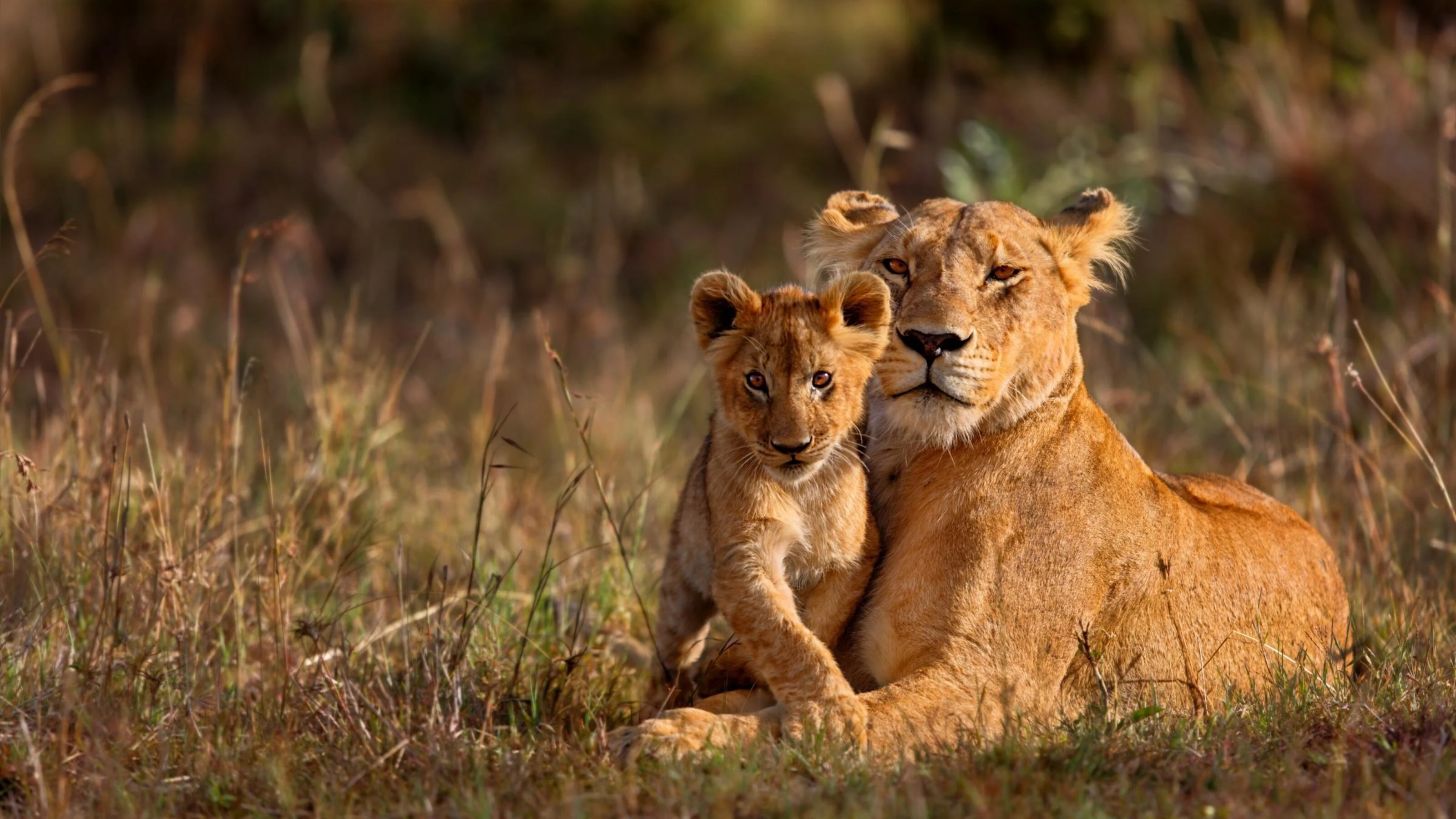 Lioness with cub cuddled close in grass