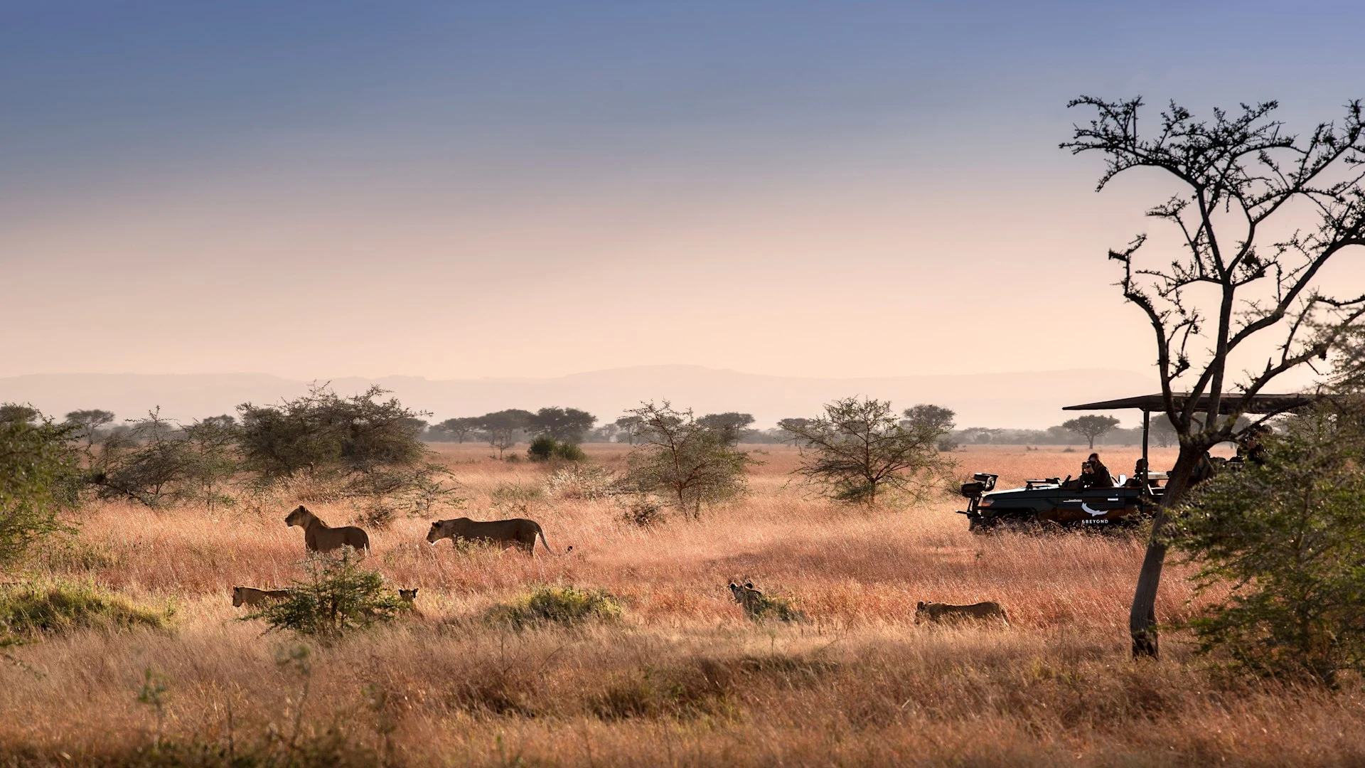 A safari vehicle watching zebras at dusk in the western Serengeti