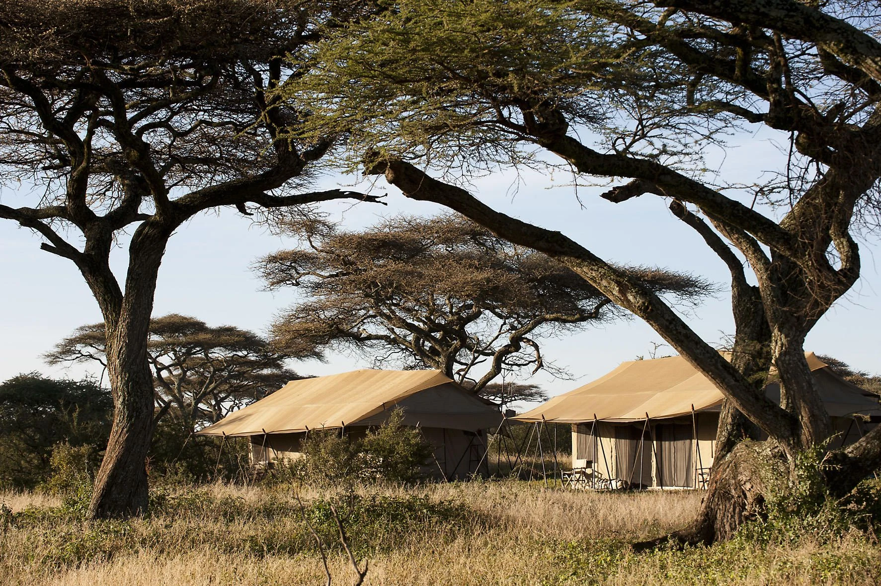 Canvas tents of a seasonal camp beneath acacia trees at Ndutu