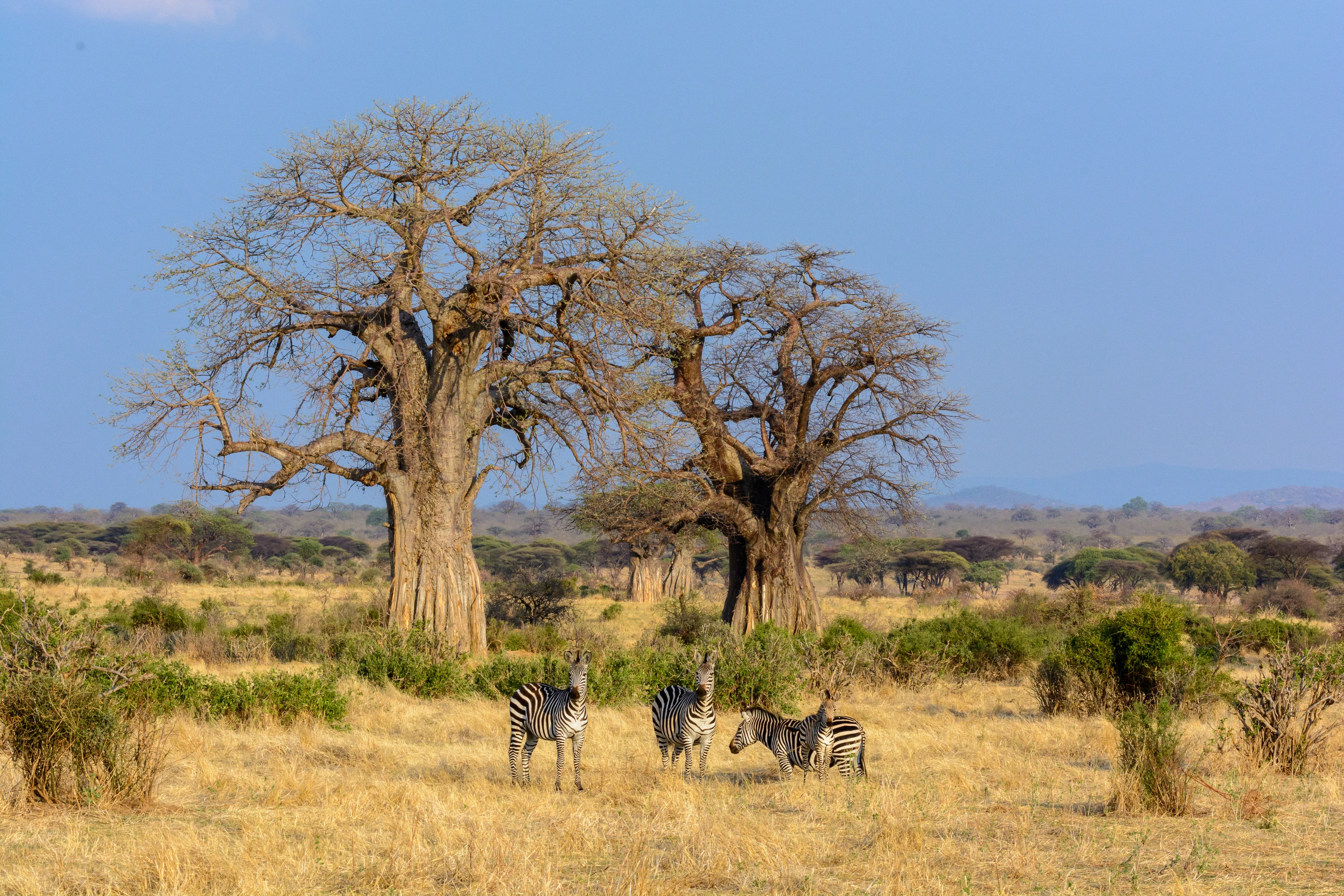 Giant baobab trees and zebras on dry plains in Ruaha National Park