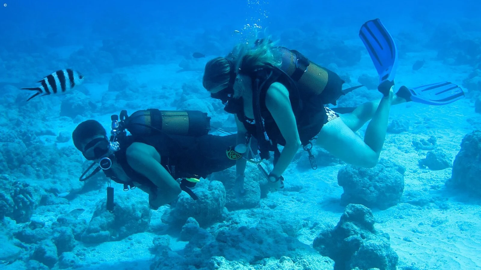 Two scuba divers over coral with a striped fish nearby