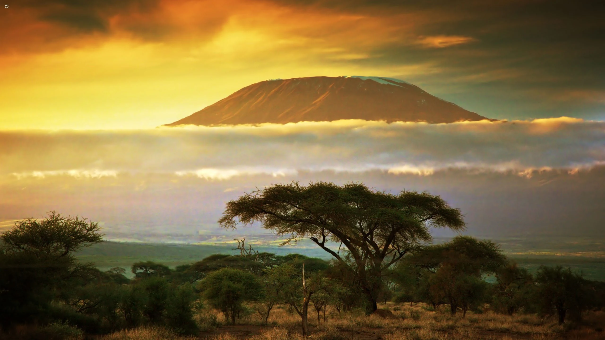 Kilimanjaro at sunset behind acacia and low cloud