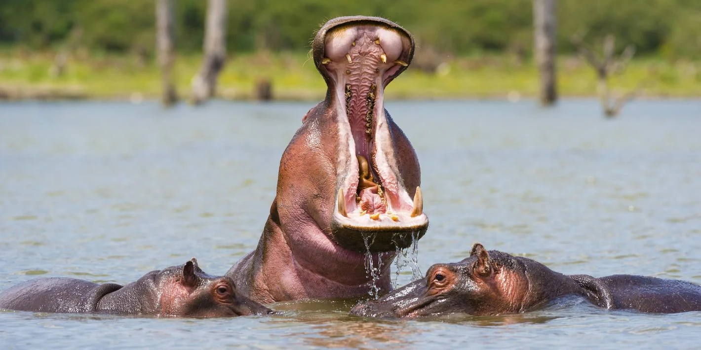 Hippos in the water with one yawning wide on Lake Naivasha