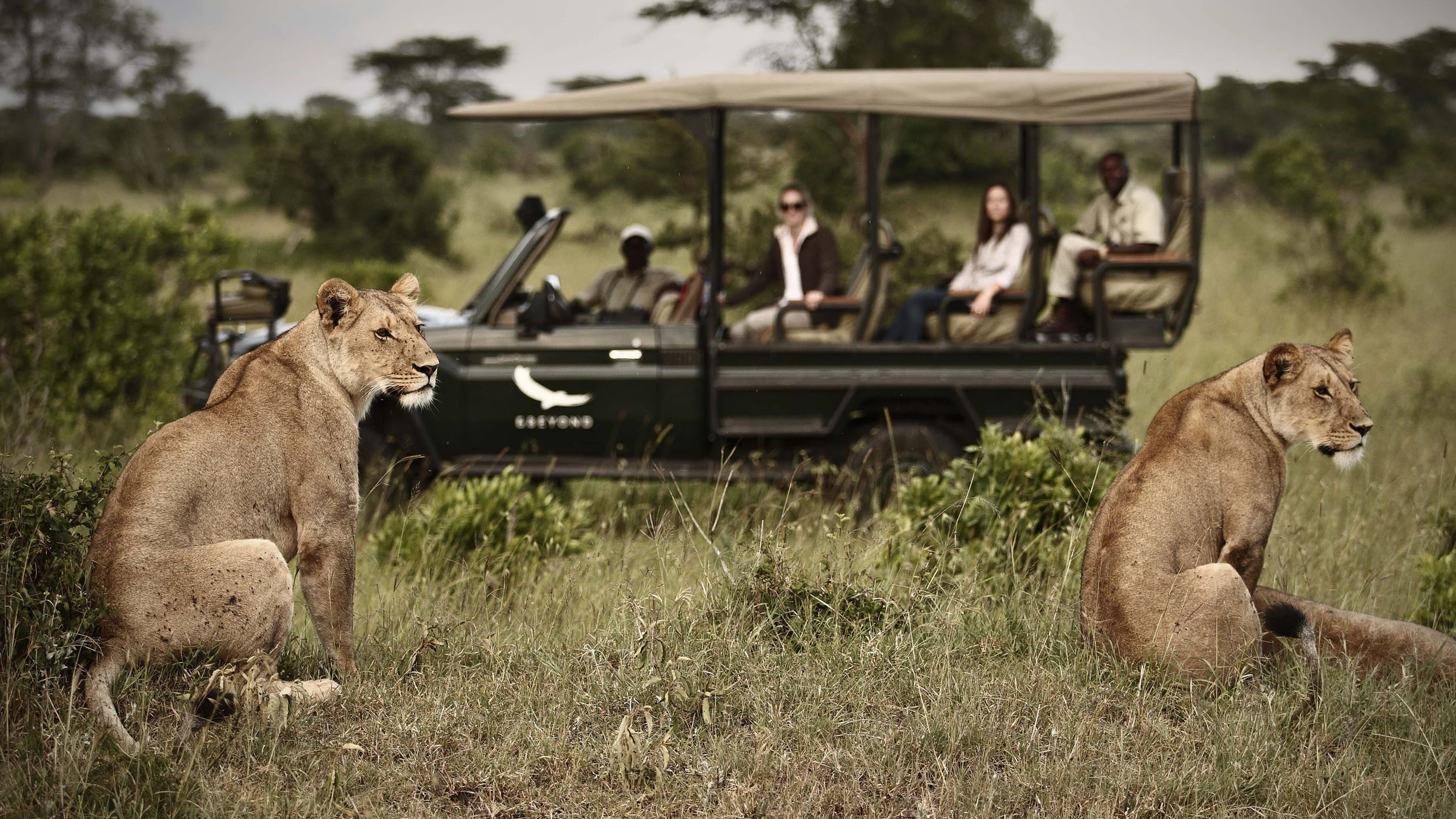 Safari vehicle watching lions near Klein's Camp in the northern Serengeti