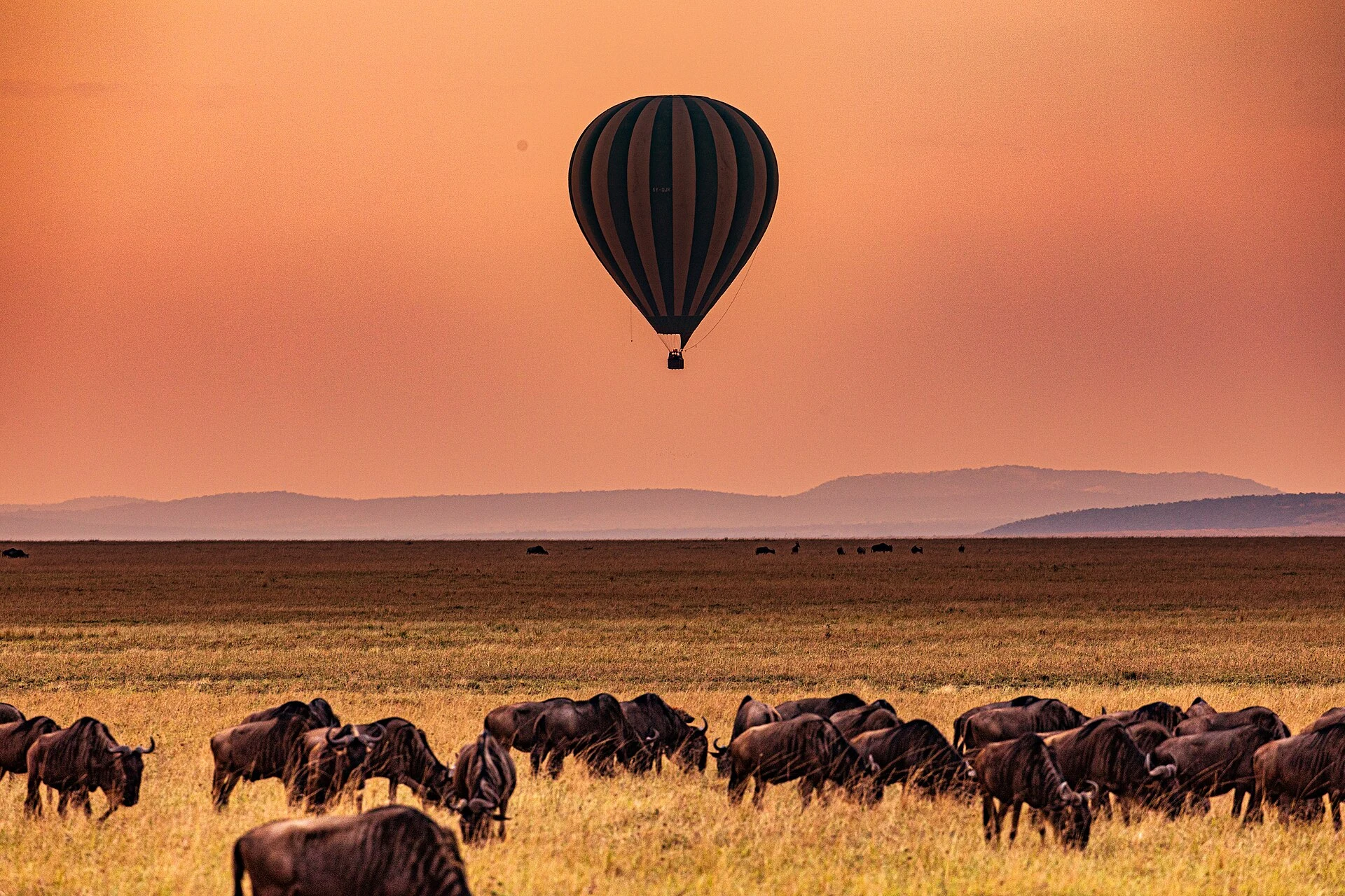 A hot-air balloon over grazing wildebeest at sunrise