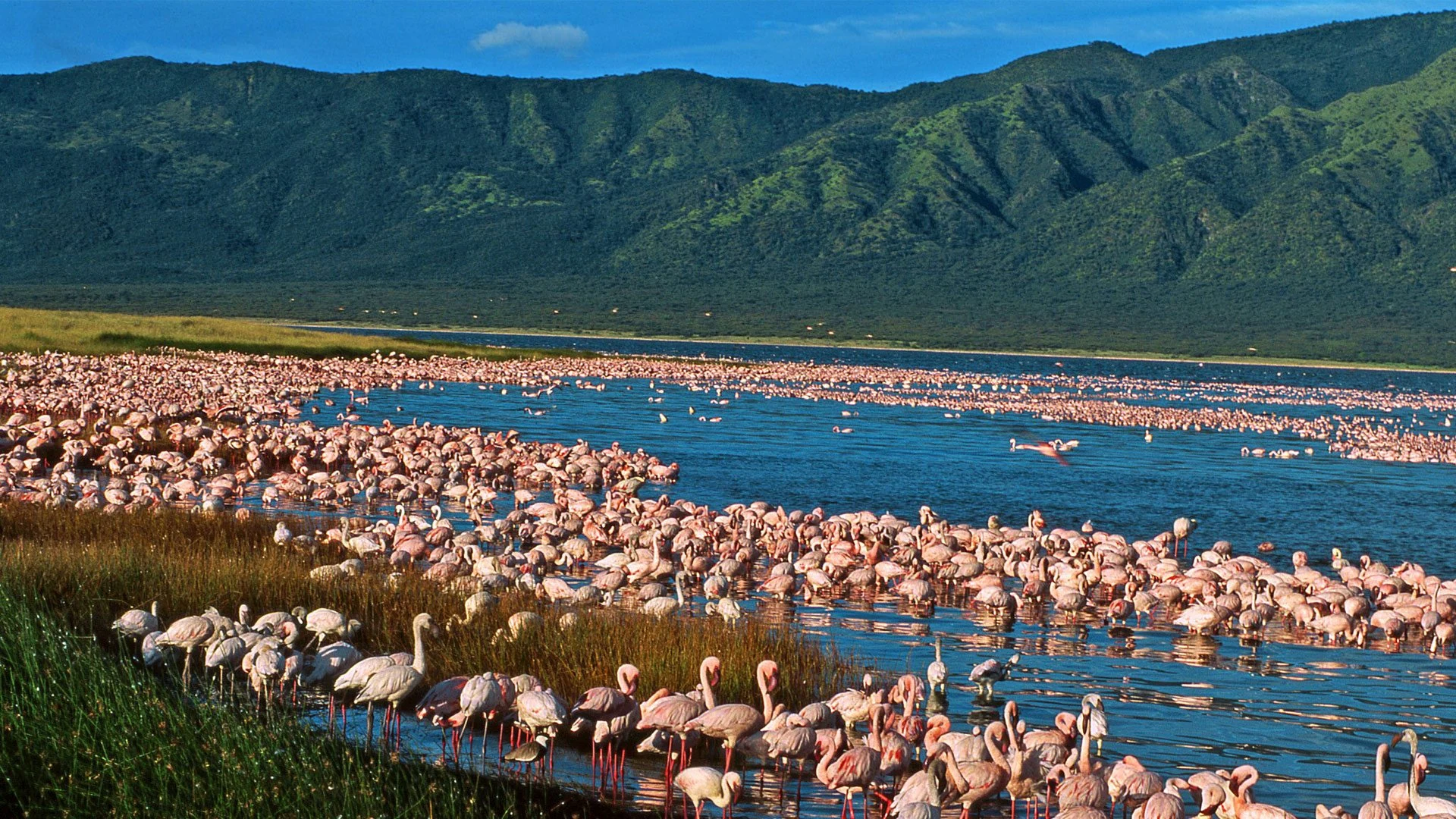 Pink flamingos crowding a lake shore below green Rift Valley hills