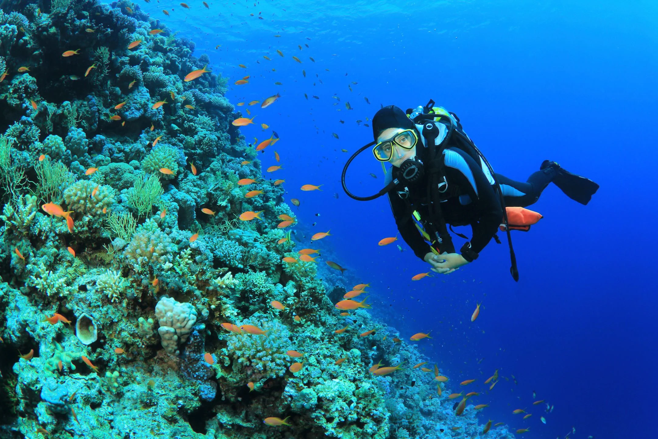 A scuba diver swimming beside a coral wall full of small orange fish