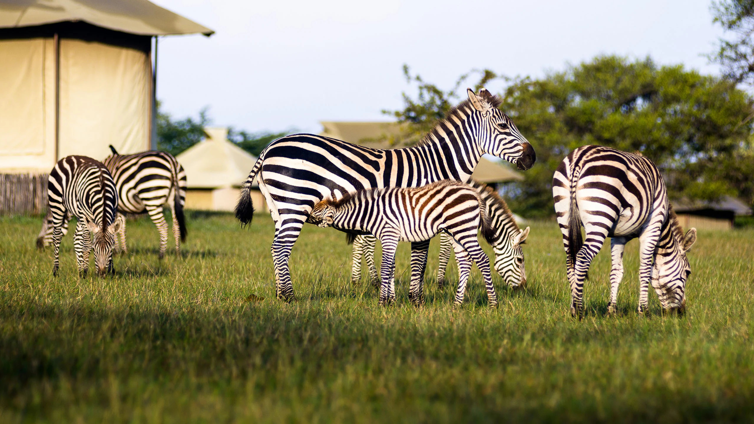 Zebras and foals grazing in front of canvas tents