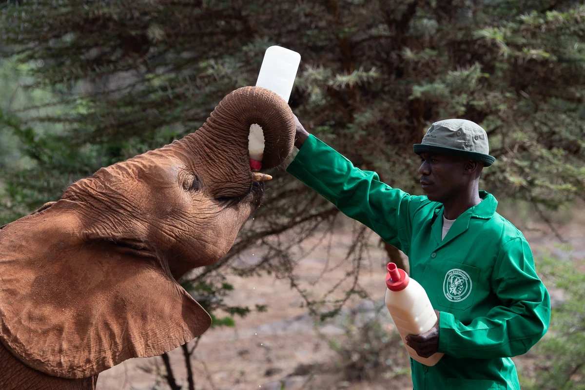 A keeper feeding a baby elephant at the Sheldrick elephant orphanage in Nairobi