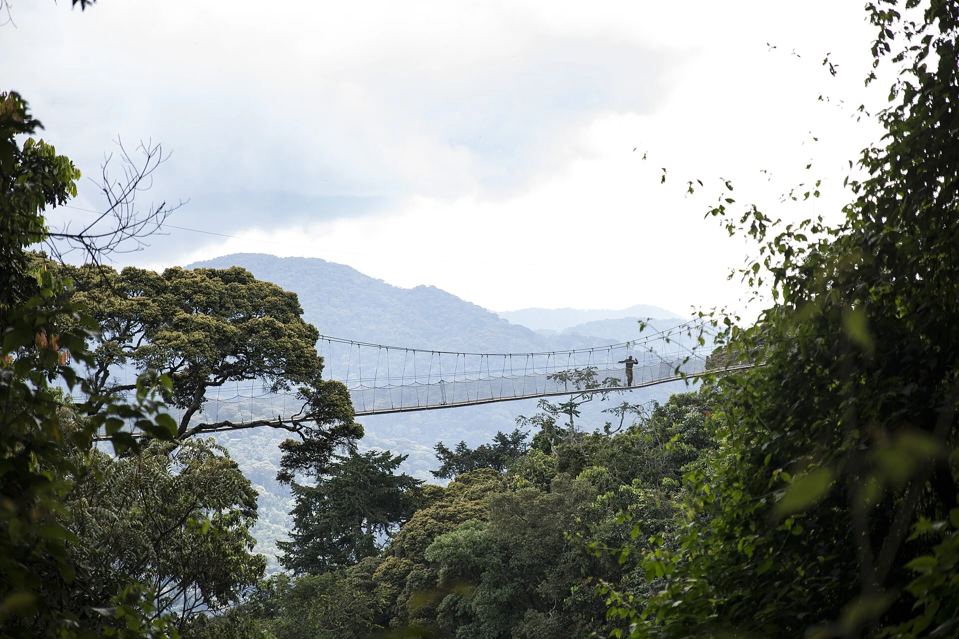 The Nyungwe canopy walkway suspended above forested valleys and distant hills