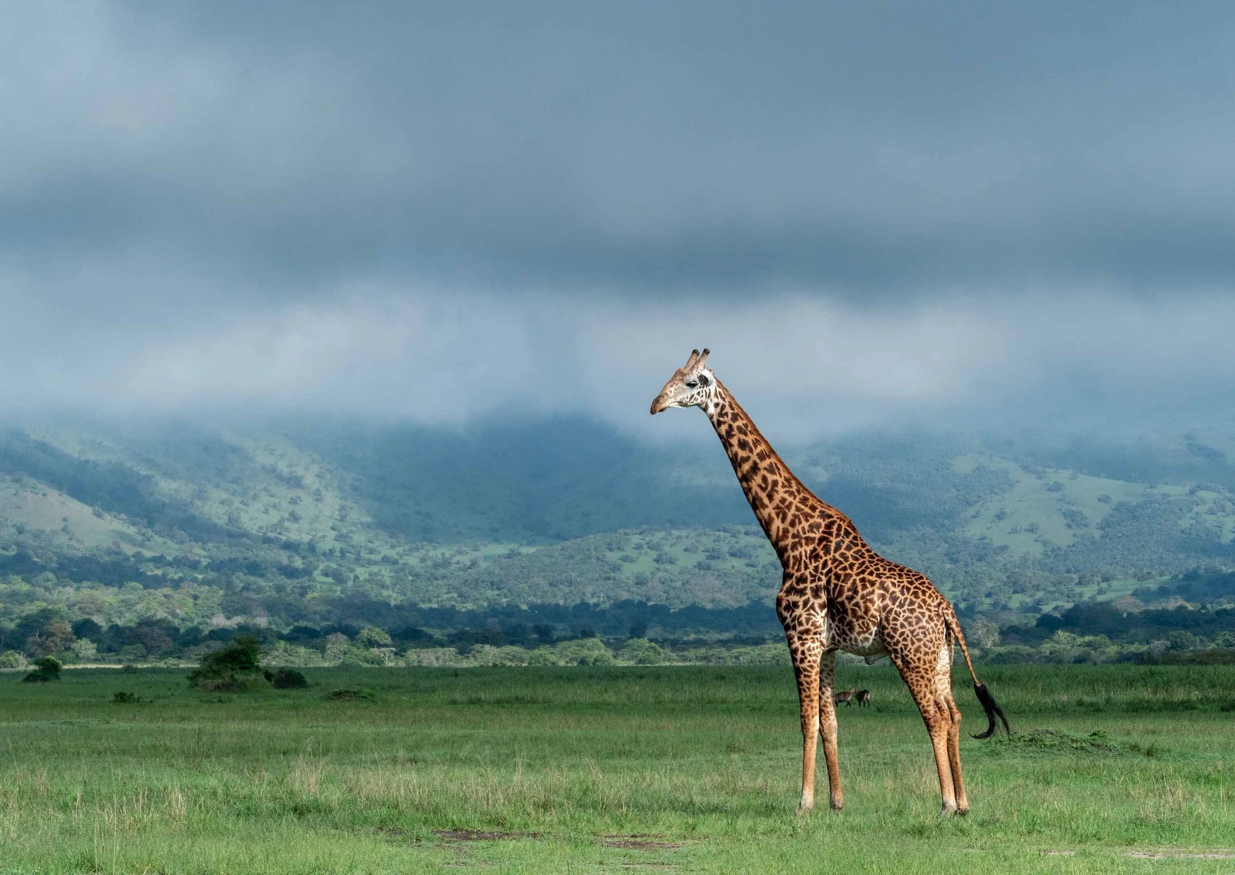 Giraffe on green plain under moody clouds and hills