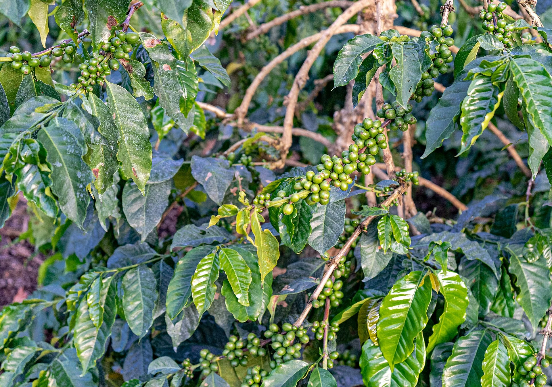 Coffee branches heavy with green cherries on a farm near Karatu