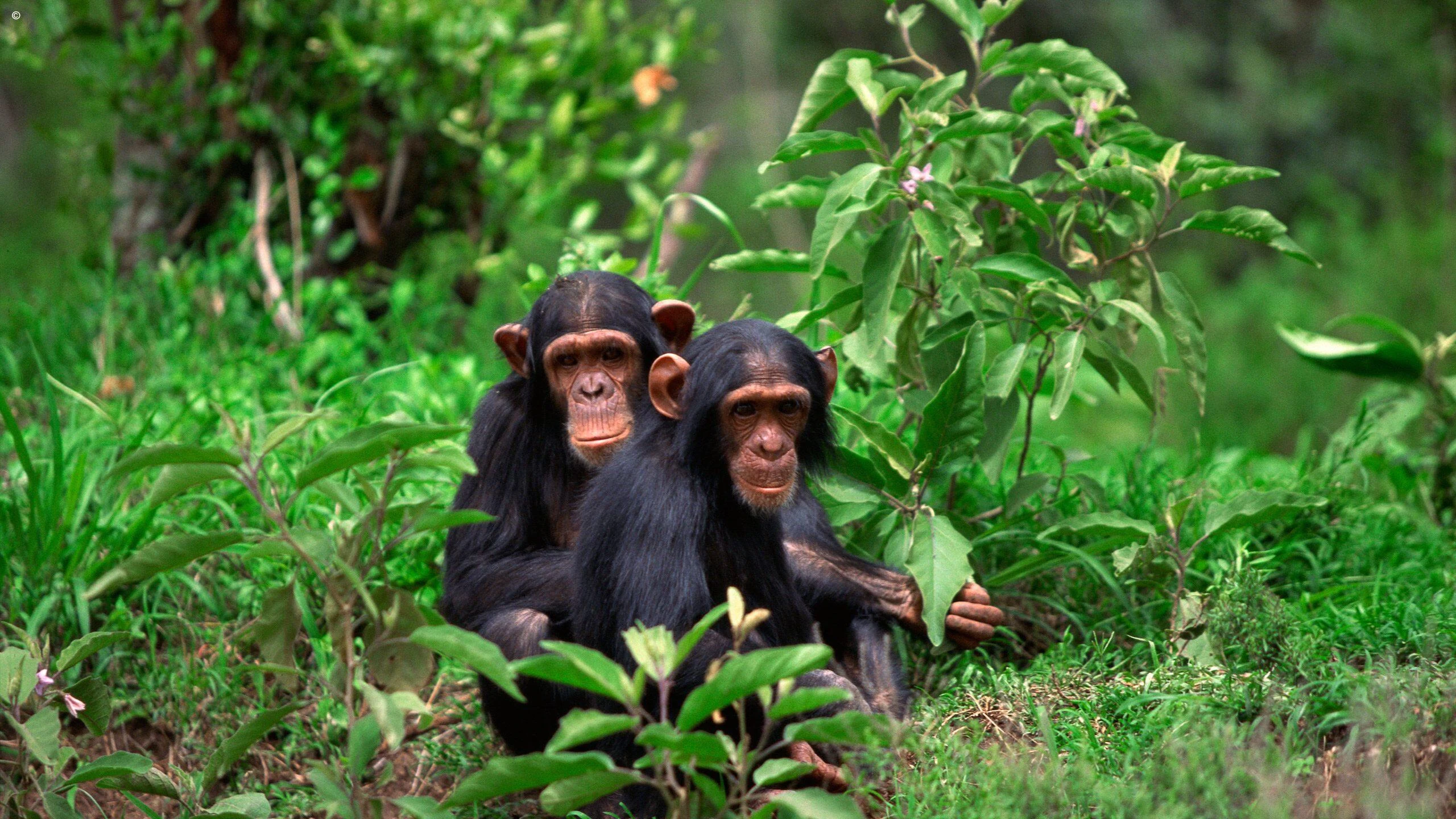 Two chimpanzees sitting among bright green leaves