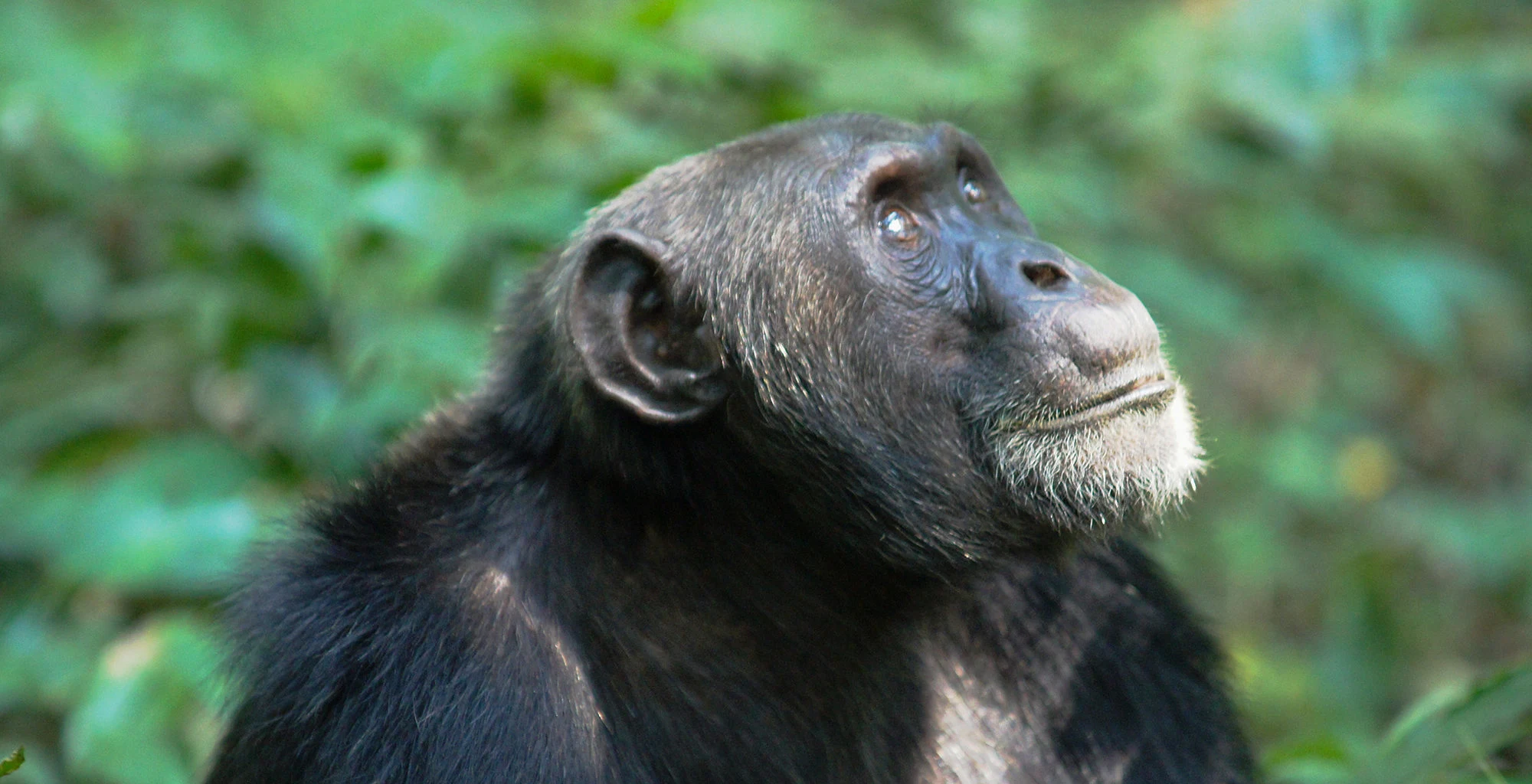 A chimpanzee looking upward among green forest leaves in Kibale