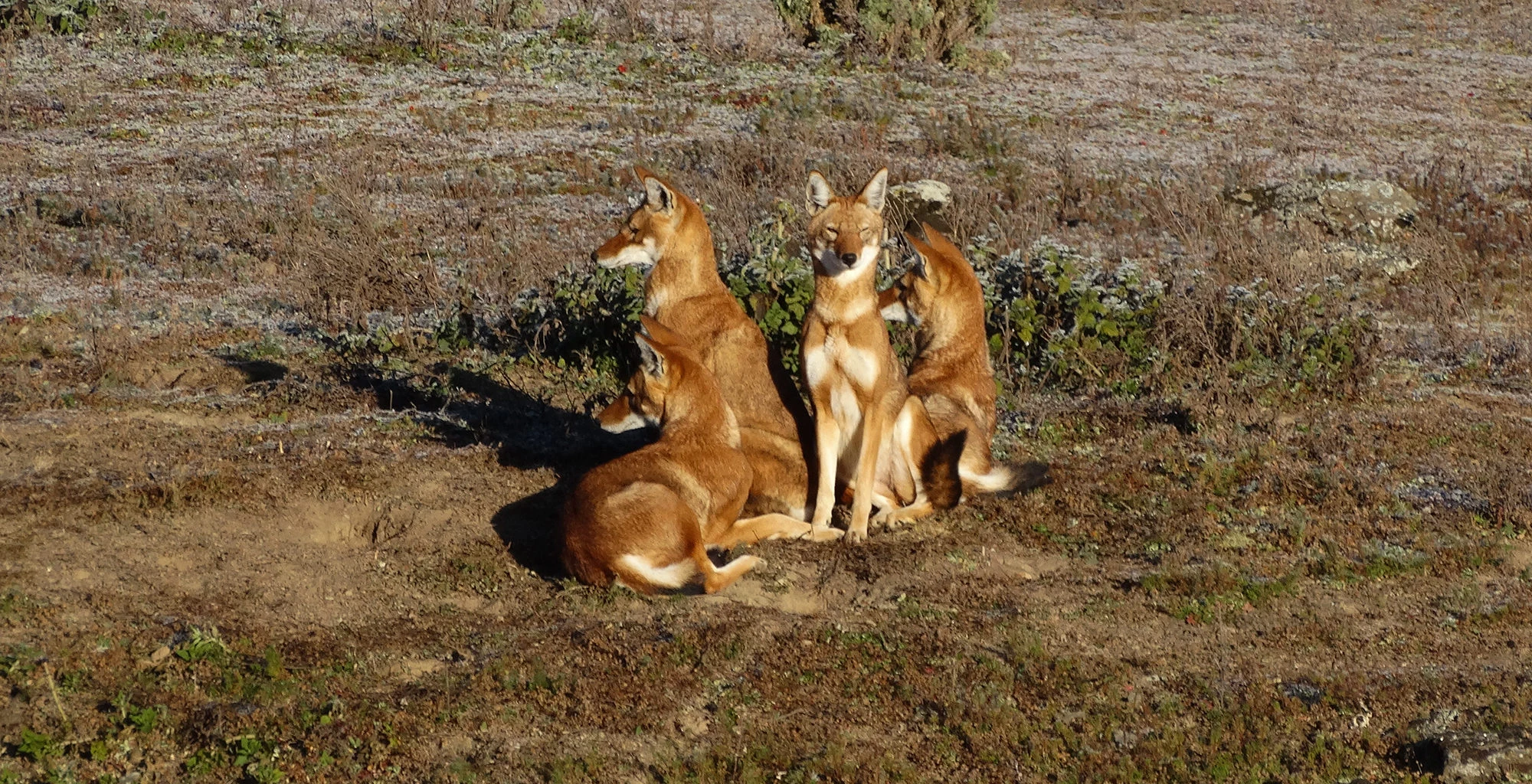 Two Ethiopian wolves sit together on the open moorland of the Bale Mountains.