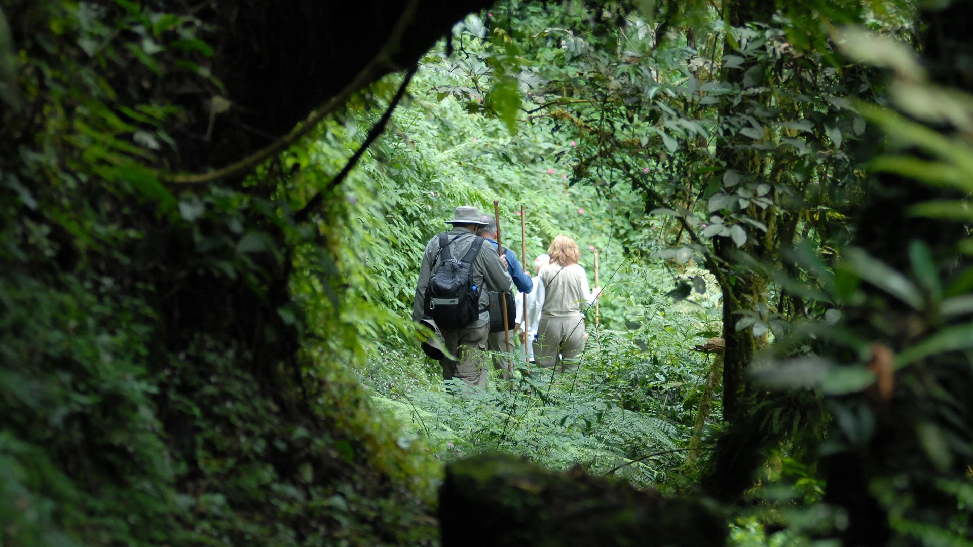 Trekkers with walking sticks follow a narrow trail through dense green forest in Volcanoes National Park