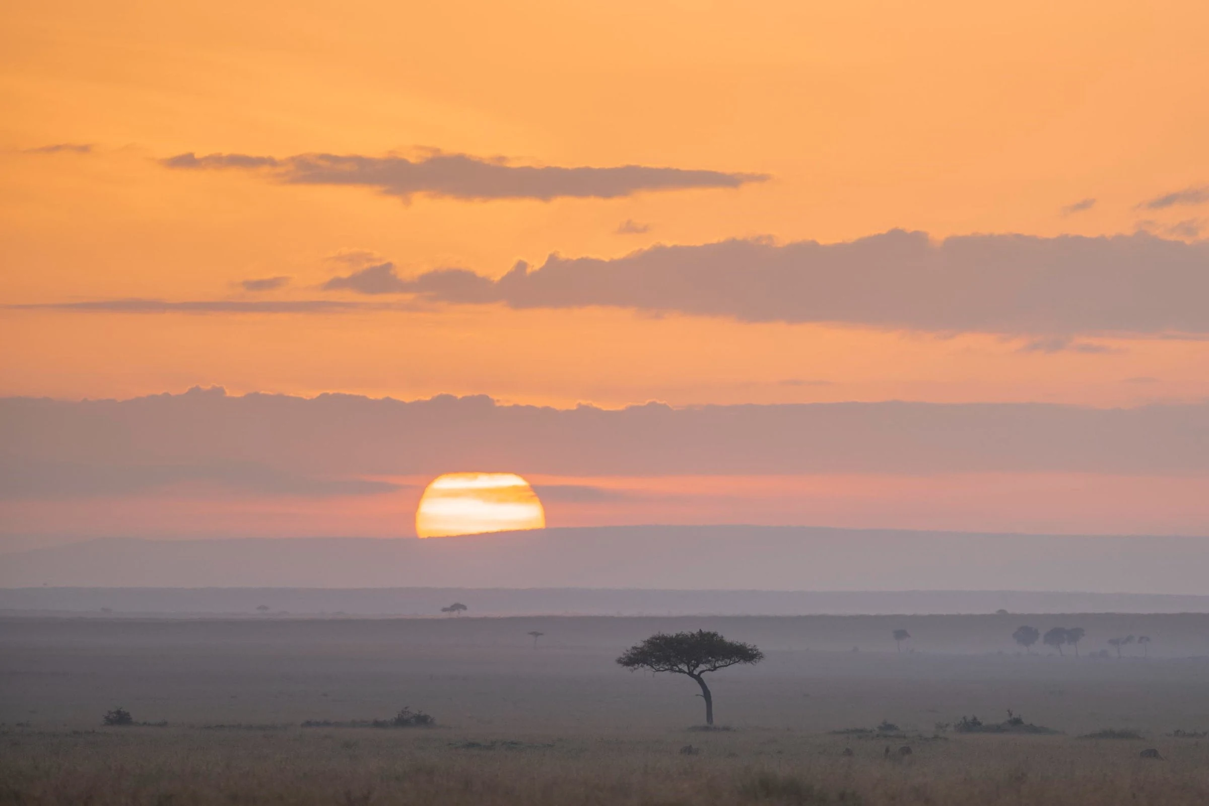 Sun low over misty plain with a lone acacia, orange sky