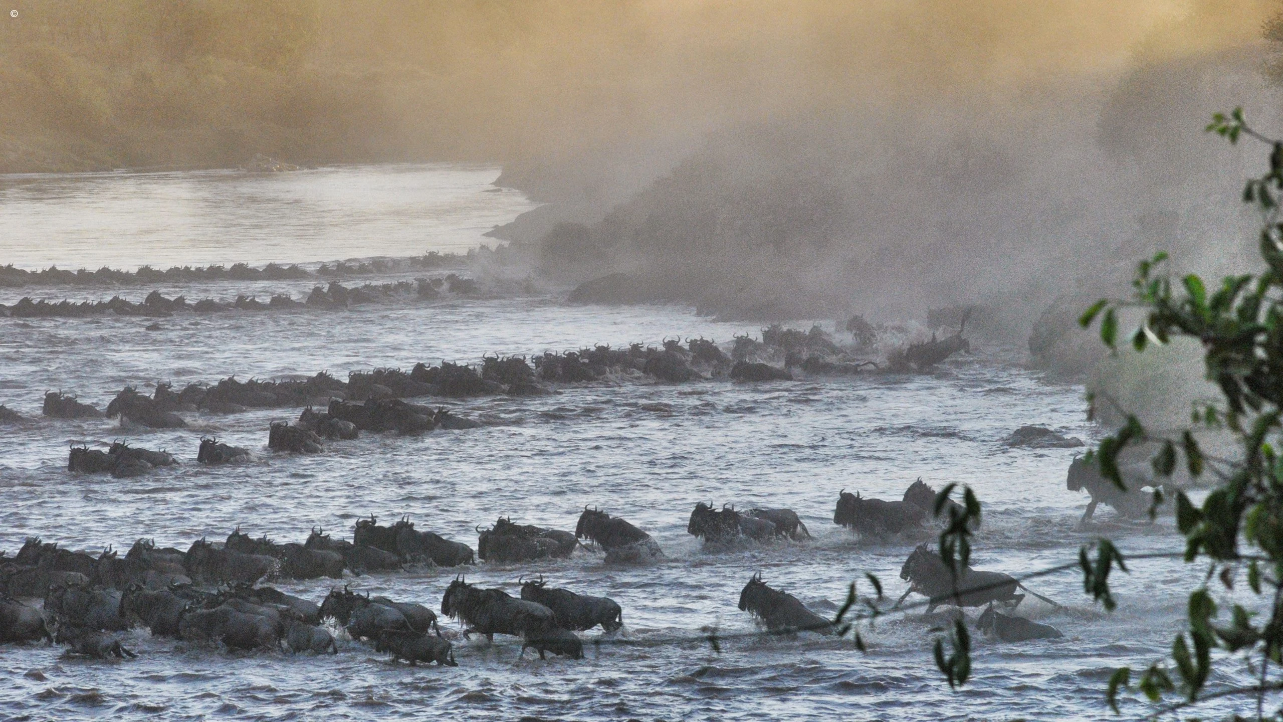 Wildebeest herd crossing a rushing river in the northern Serengeti