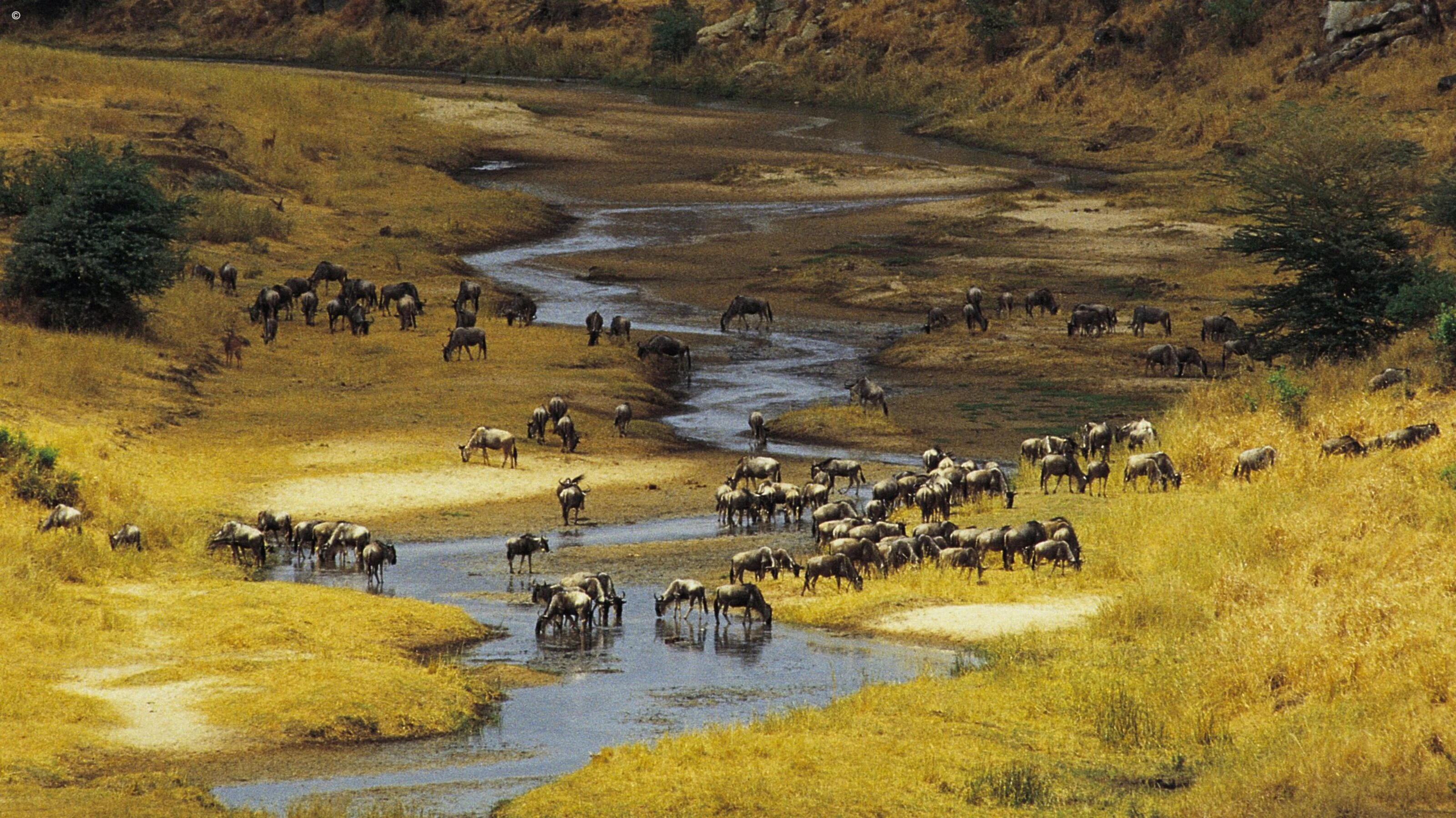Wildebeest herds gathered along a winding stream in yellow grassland