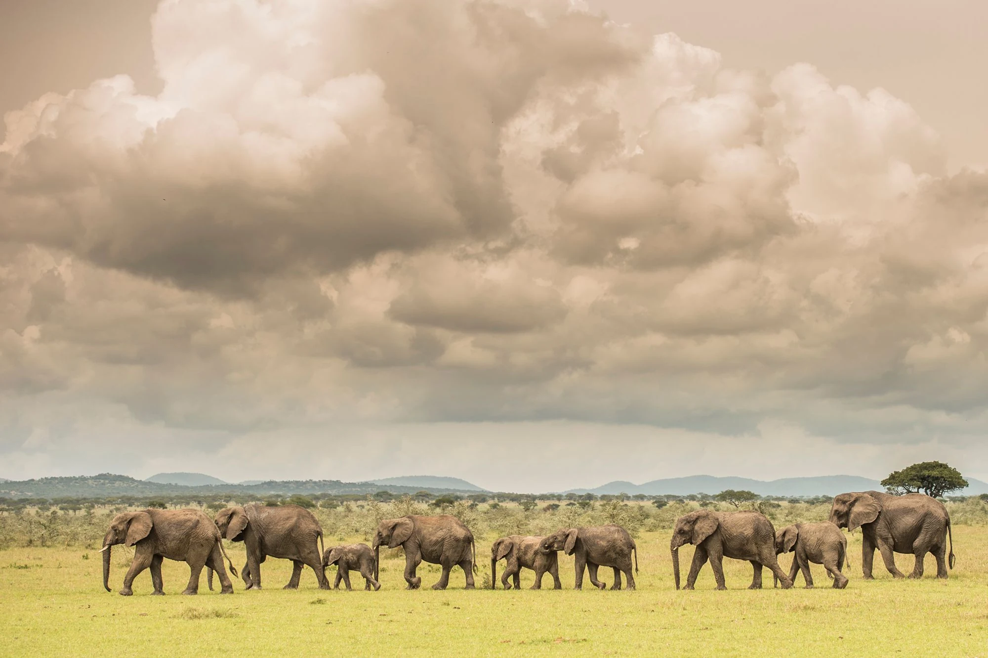 Elephant herd crossing a plain under a large cloudy sky