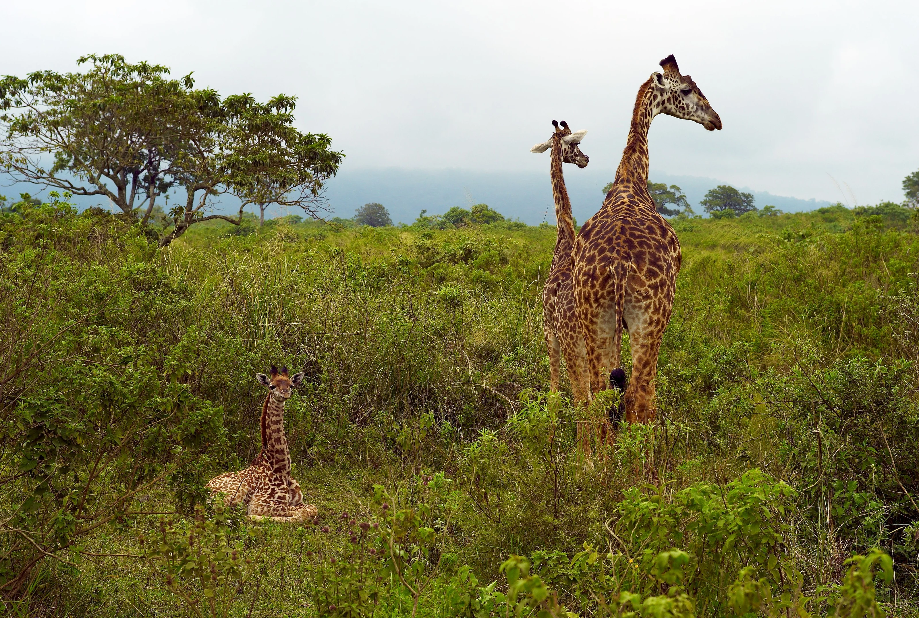 Giraffes browsing among green bush in Arusha National Park