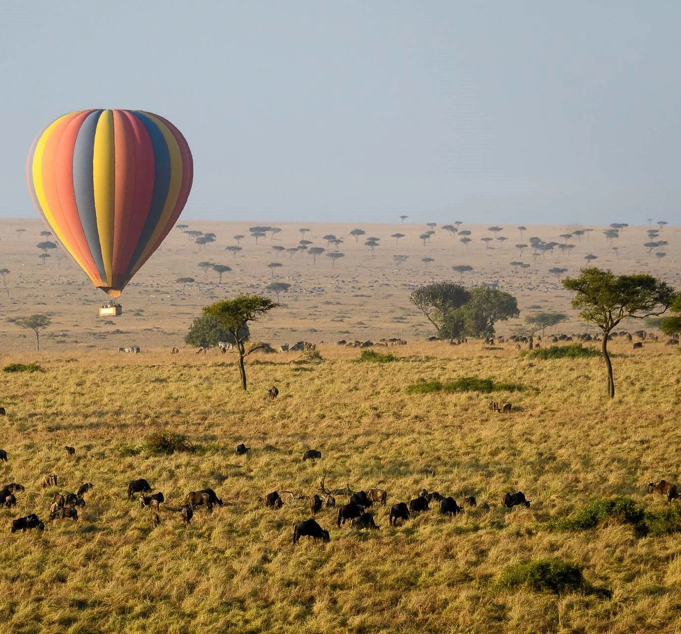 Hot air balloon above Mara plains with dark wildebeest herd below