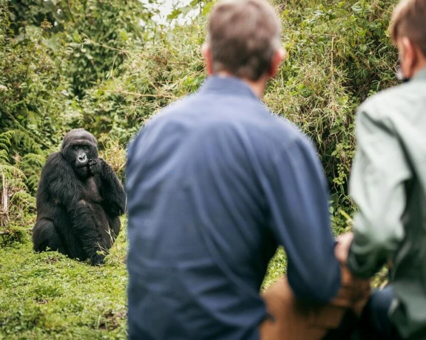 Two people watching a mountain gorilla sitting in dense forest vegetation
