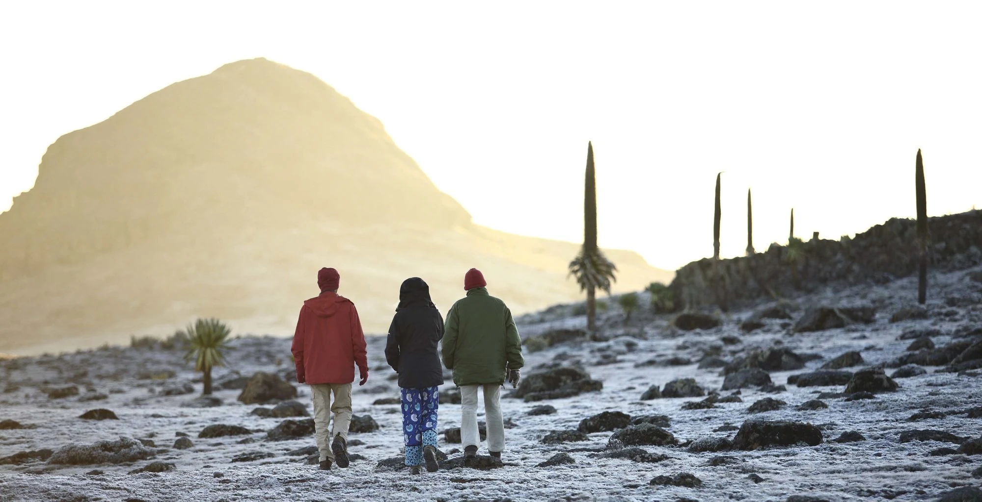 Three walkers cross a frosty high plateau among giant lobelias in the Bale Mountains.