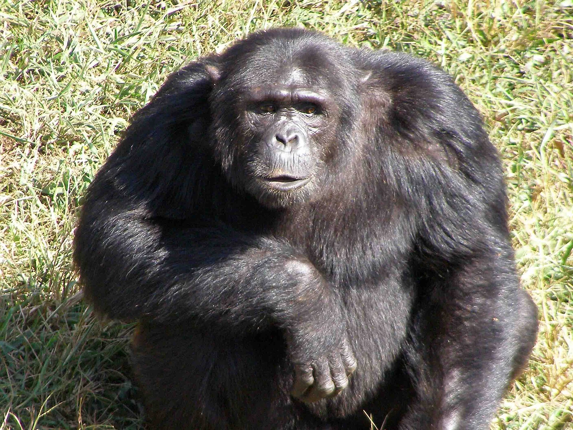 A chimpanzee sitting on grass at Ngamba Island sanctuary