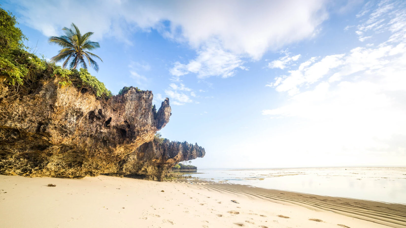 Palm on coral cliff above quiet beach at low tide