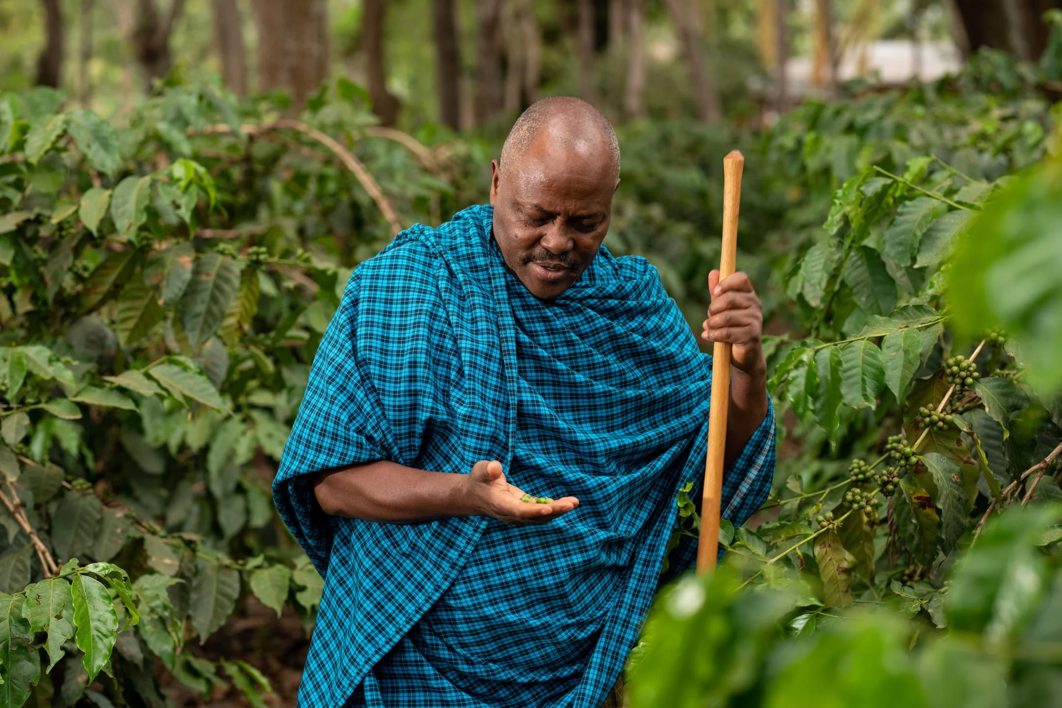 Man in blue checked shuka among coffee plants