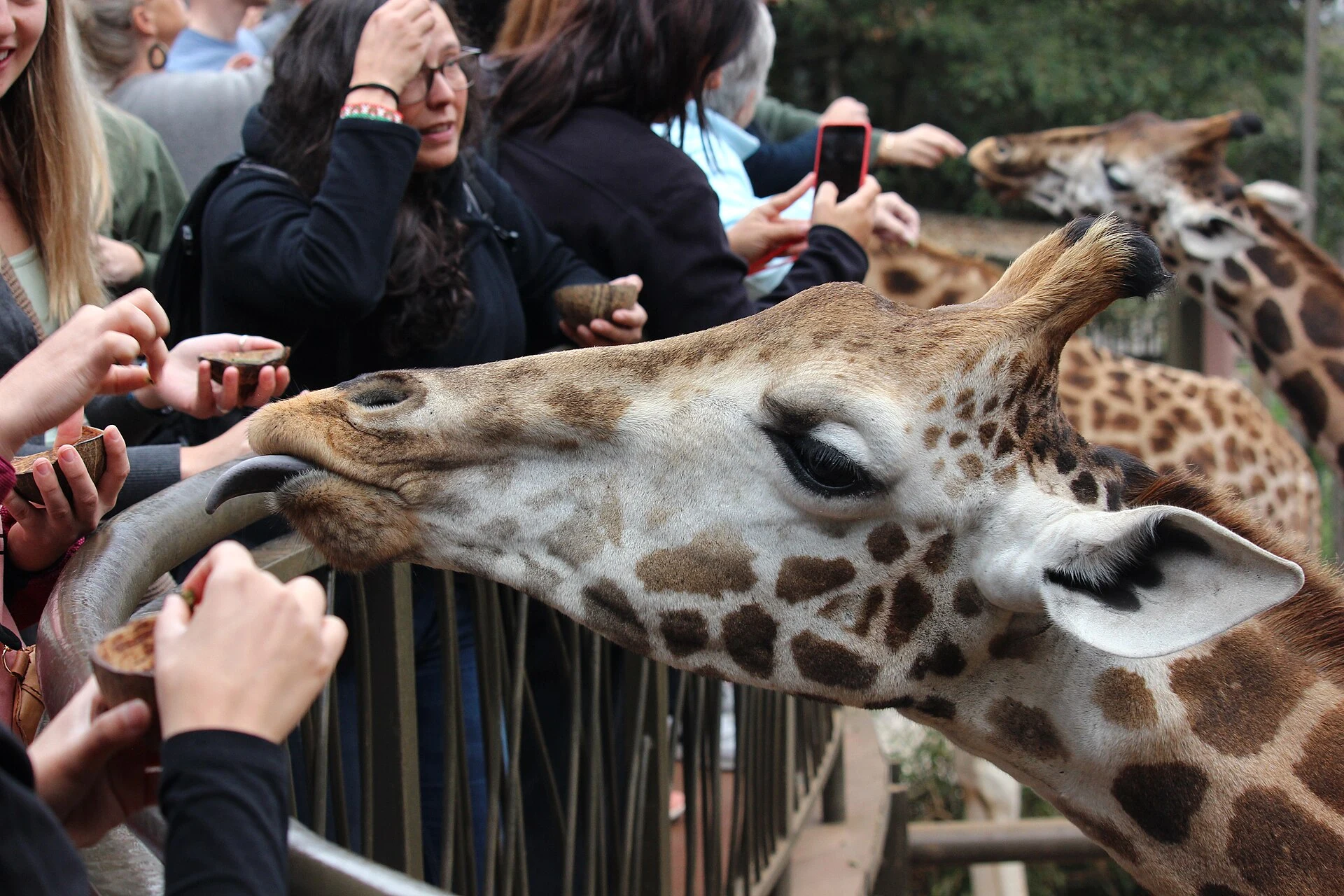 Visitors feeding giraffes at the Giraffe Centre in Nairobi