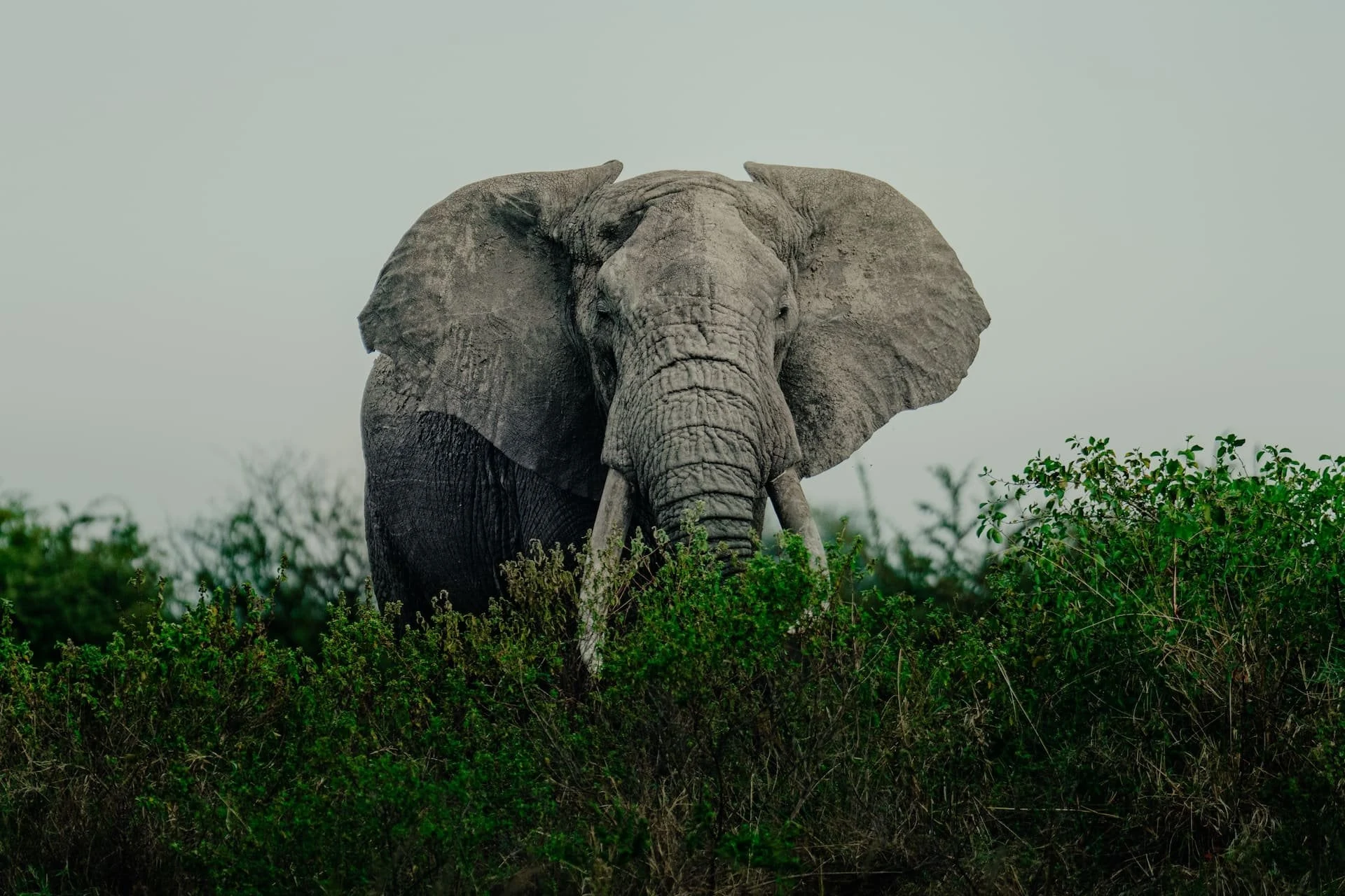 Elephant emerging from lush green bush under grey sky
