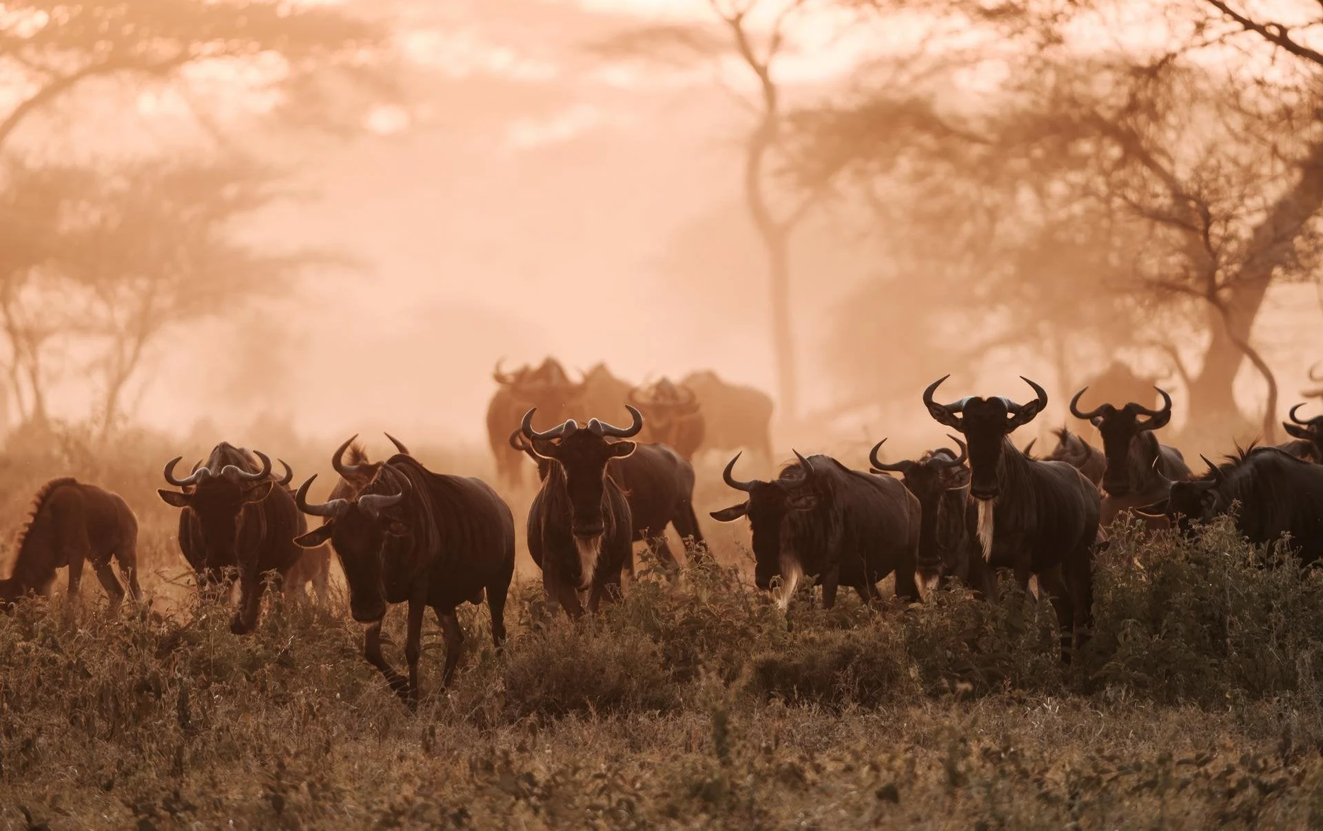 Wildebeest herd walking through dusty orange sunrise haze