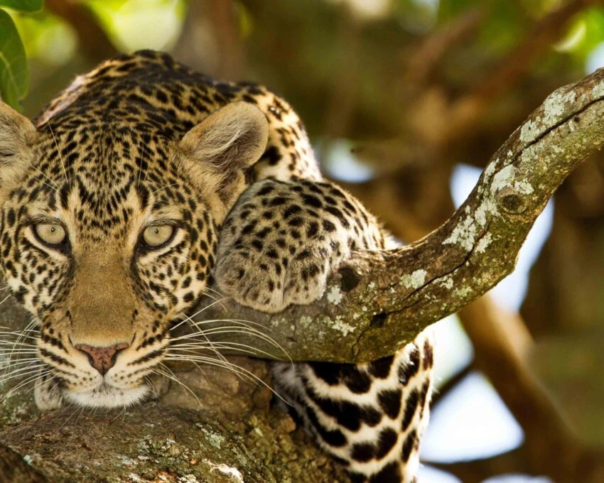 Leopard resting on a branch, face close to camera
