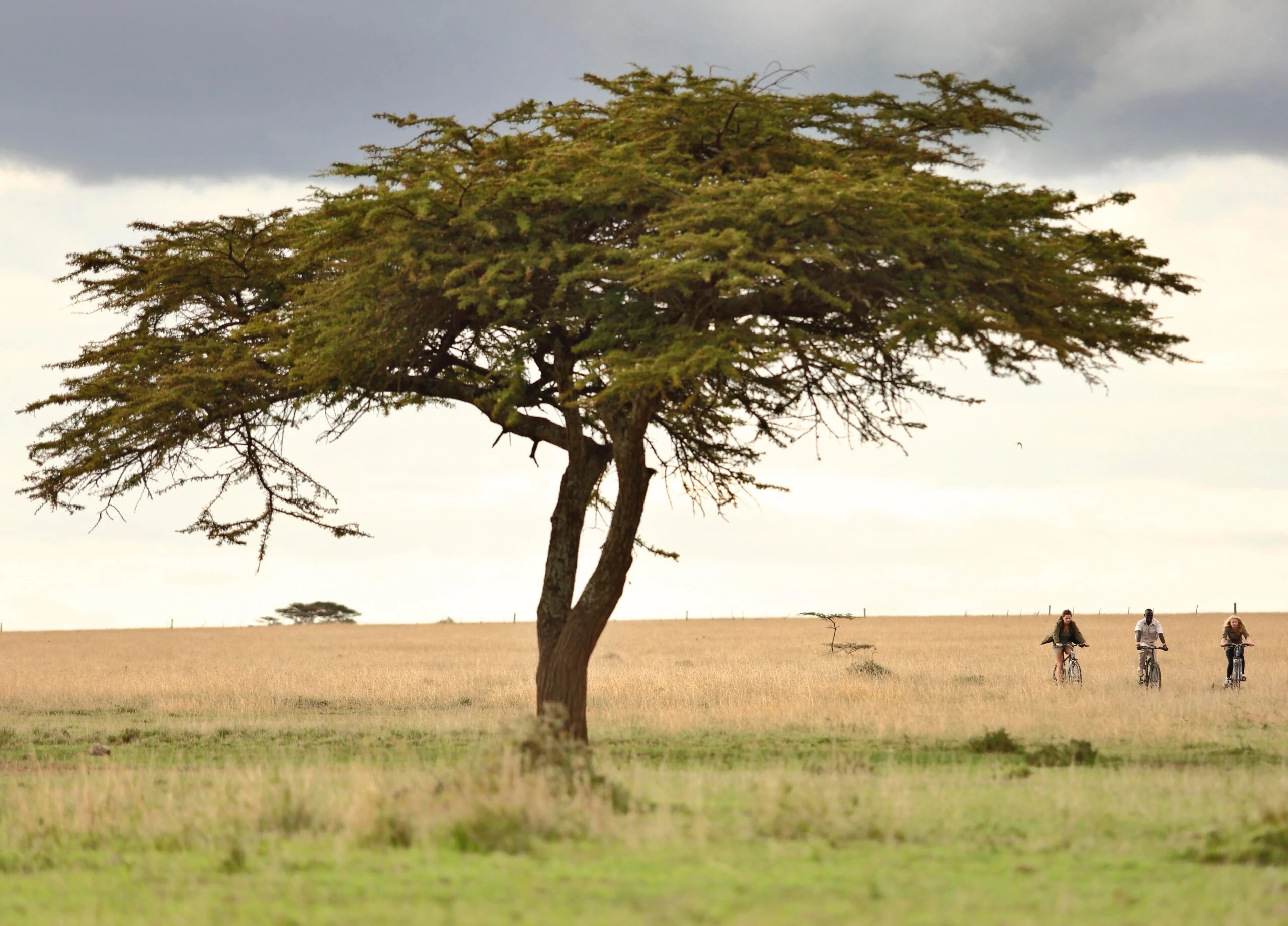 Walkers beside a broad acacia on the open plains at Solio
