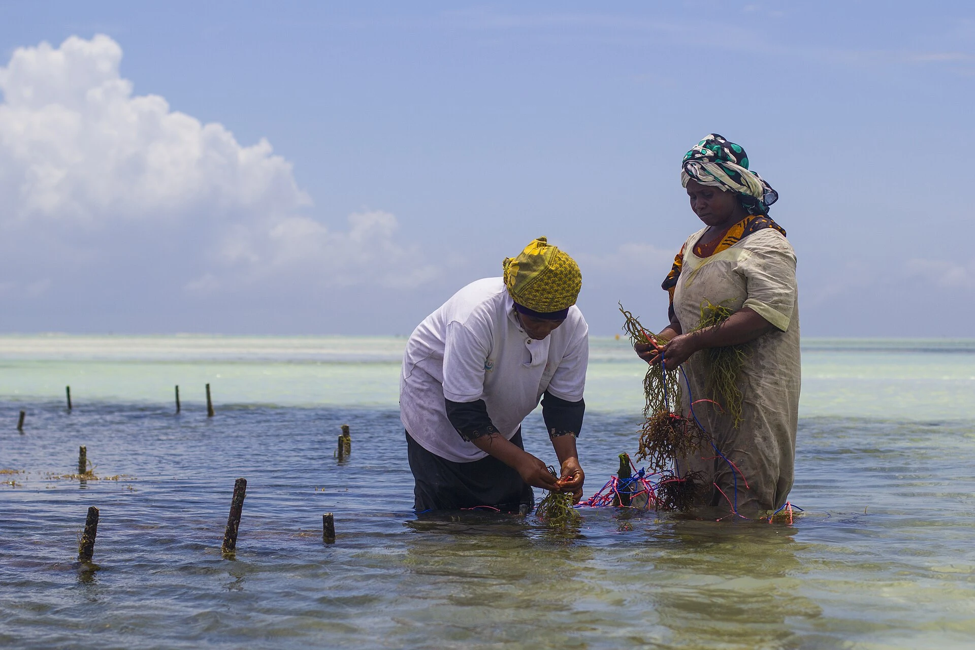 Two women tending seaweed strung between stakes in shallow Zanzibar water